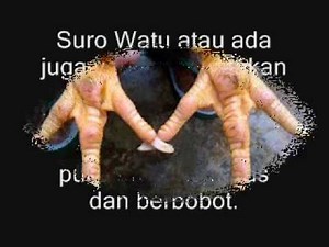 5 Katuranggan Ayam Petarung TERBAIK!!