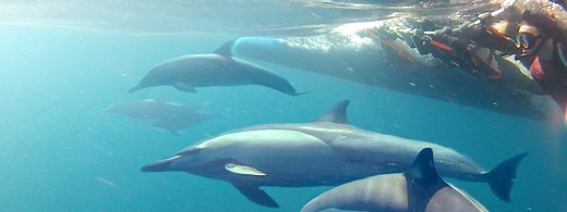 Dolphin Swim Australia