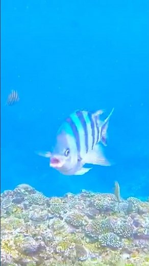 【沖縄】青の洞窟で熱帯魚に囲まれた！感動のシュノーケリング体験！