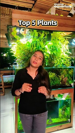 Turn Your fish Tank Into a MASTERPIECE with Red Plants 🔴✨