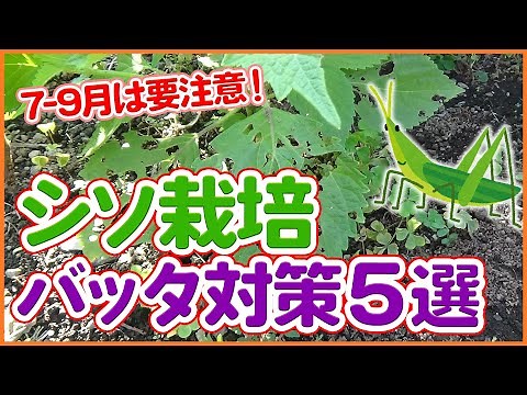 Tips for grasshopper countermeasures in perilla cultivation taught by Japanese farmers !