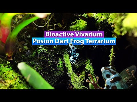 Bioactive Poison Dart Frog Vivarium - Jungle Rainforest Terrarium