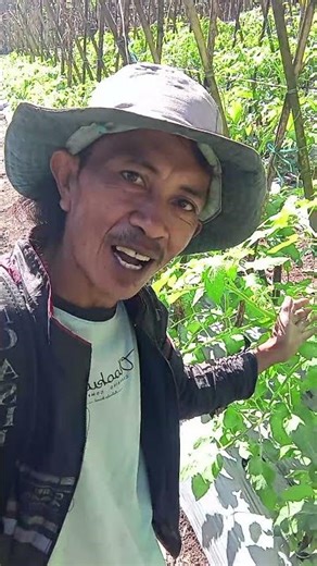 @cobak bertani mengupload video penyeprian tanaman tomat 🍅 kita sudah selesai alhamdulilah maknyoss