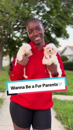 Future Fur Parents !? We Have Teacup ☕️ Puppies 🐶 Available 🤍 Dont Miss Out On Our Purse Princesses 👑 #Puppies #puppiesoftiktok #cutenessoverload #teacuppuppies #doglover #teacupmaltese #malteseoftiktok #morkiesoftiktok #cohussle #cohusslekennels #breederlifestyle #breederslife