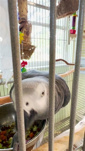 Apollo practicing speech in his cage 🦜#talkingparrot #talkingbird #speech #talking #learning #learningtotalk #africangrey #birds #parrotsoftiktok #phonics
