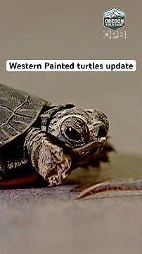 Field Guide update: Rare colony of Western Painted turtles near Portland still going strong 🐢