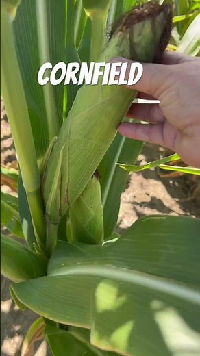 Cornfield / corn syrup, how to make with freshly corn