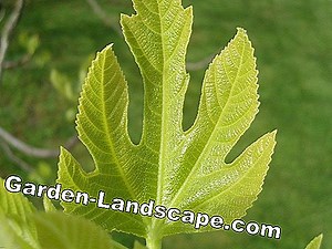 Garden Practice: Fruit tree diseases: recognize common diseases | 2025