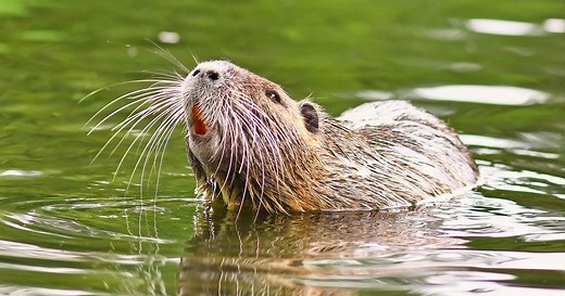 The invasive rodent nutria