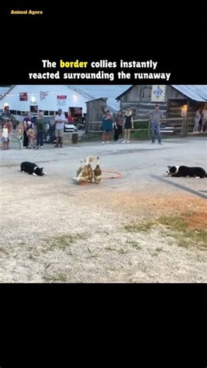 Border Collie Dogs Herd Ducks Perfectly Into the Ring 🐶🦆