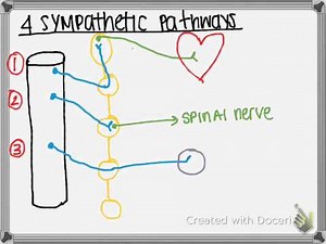 The Four Sympathetic Pathways