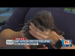 Wildlife World Zoo: Meet a baby porcupine