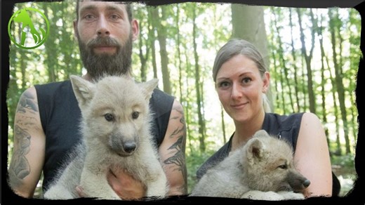 A Rare Wolf Breed Thought Extinct Has Miraculously Reappeared