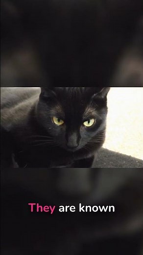 Bombay Cats THRIVE as Indoor Companions!