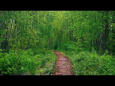 Rain White Noise | Storm Sounds Ambience for Relaxation & Sleep