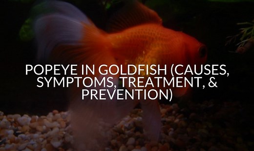 Popeye in Goldfish (Causes, Symptoms, Treatment, & Prevention)