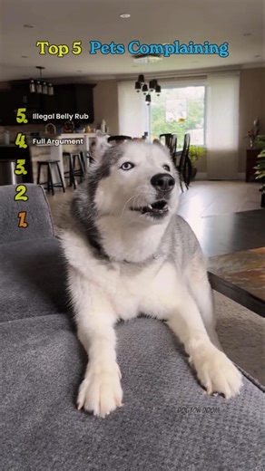 Top 5 Funniest Complaining Cats & Dogs | Dramatic Meows, Angry Pets & Hilarious Animal Reactions