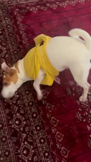 Hilly’s Funny Reaction 😂🐶 | Hilton the Dog