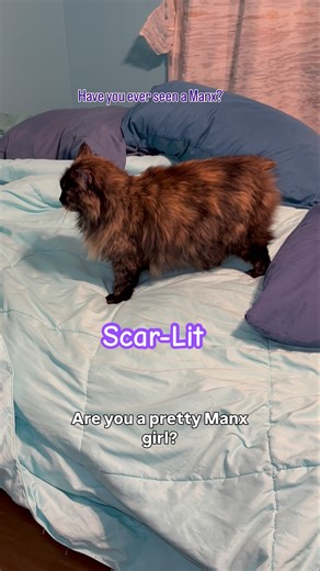 Manx cat #cat #catlovers #catlady