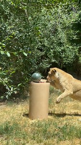 Ahsoka and soccer: name a more iconic duo! 🎥: Lion with her favorite ball by zoo staff Jessica | Zoo Boise