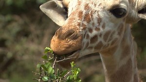 Rescue giraffe becomes friend with baby elephants