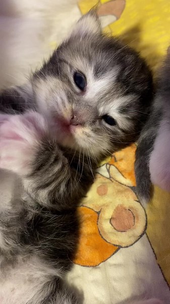 Adorable Norwegian Forest Cat Kitten Compilation