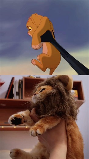 Lion King 2.0 ver is now available #cat #funnycats #comedy #pets #trending