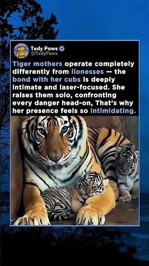Tiger Mothers Operate Completely Differently From Lionesses - The Bond With Her Cubs Is So Intimate