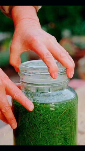 Pine Needle Sprite Recipe | Refreshing Homemade Drink Tutorial