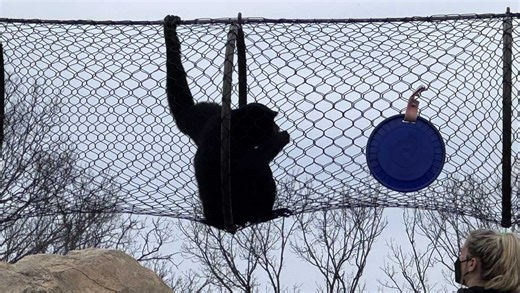 Cincinnati Zoo opens new area inside Elephant Trek exhibit with otters, gibbons, & more