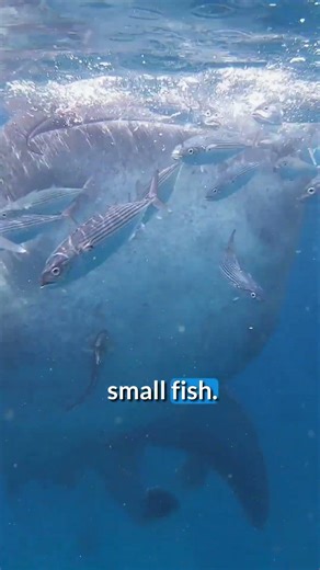 What is the largest fish in the ocean?