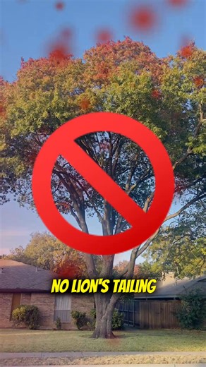 🍂 Fall & Winter Are the BEST Seasons for Tree Pruning 🍂 Now that North Texas finally feels like fall, it’s the perfect time to give your trees the attention they’ve been waiting for. Proper pruning now sets them up for a healthier, safer, and stronger year ahead. Here’s why fall and winter are ideal for professional pruning: 🌳 Better visibility — With leaves thinning out, we can clearly identify dead, dying, or hazardous limbs. 🌳 Dormant-season advantage — Winter is the best time for structu