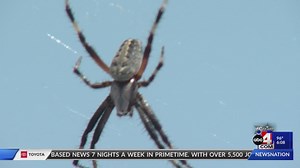 Spiders take over Antelope Island