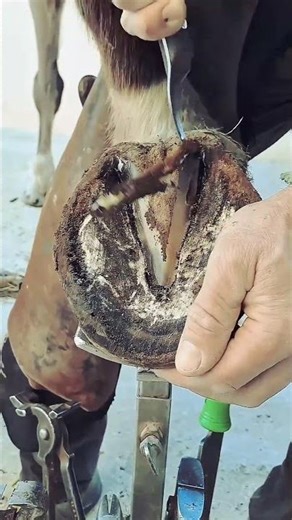 Horse legs damge #shorts #beast #new videos #youtubeshorts