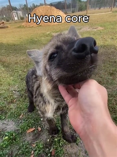 Understanding Hyena Core: A Unique Animal Aesthetic