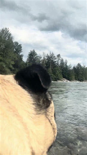 Sir Isaac Newton’s Pug View #river #puglife #love #doggielife #nature
