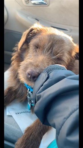 what we expected vs what we got #fyp #puppy