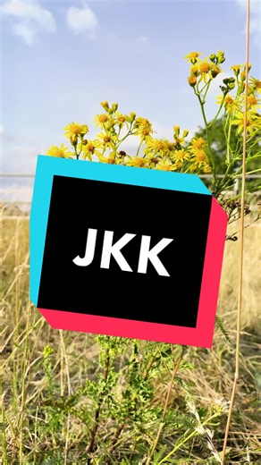 Welche Giftpflanzen kennt ihr noch ? #fy #fertewissen #giftpflanzen #jakobskreuzkraut