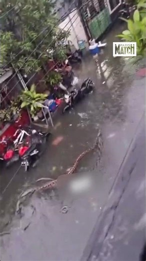 Après d’importantes précipitations à Bali, un python de plus de 5m a été aperçu dans les rues