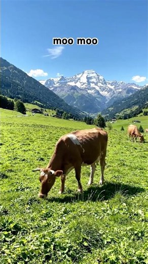 A cow #shorts