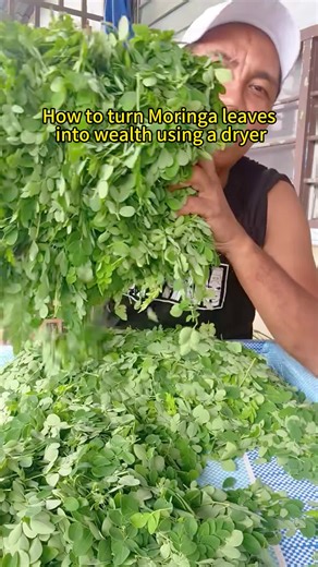 #moringa #moringapowder #moringaleaves #dryingmachine #vegetabledryer