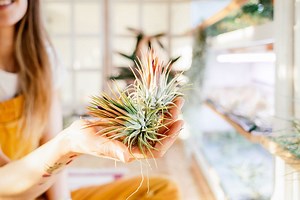 Air Plant Care 101: Complete Guide to Caring For Tillandsia - Garden Betty