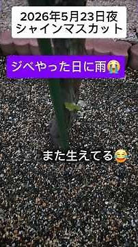 ジベレリン＆フルメット処理日にまさかの雨☔防草シートは優秀だった！シャインマスカット観察記録