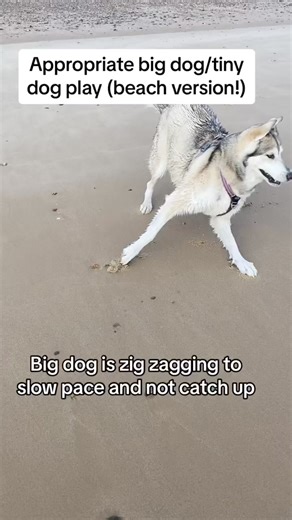 95K views · 2.6K reactions | Play on the beach always has more chance...