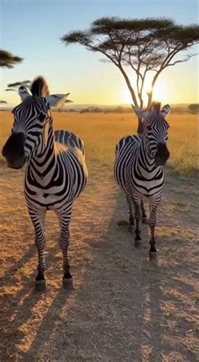 Zebra Blocks the View When Another Gets Attention 😲🦓
