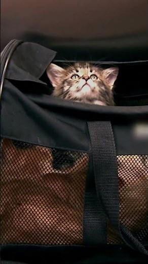A Bag Full of Kittens! | Too Cute! | Animal Planet