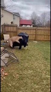 Wildlife officials responded after a mountain lion was recorded carrying a young black bear across a residential yard outside Branson. The footage showed the lion moving calmly while gripping the bear by the scruff, an interaction experts described as extremely rare. Neighbors watched in disbelief as the animals disappeared into nearby woods. Authorities later advised residents to remain indoors while the area was monitored.#branson #missouri #ozarks #wildlife #rarefootage #caughtoncamera #break