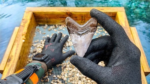 Megalodon Tooth Discovered During Underwater Fossil Hunt