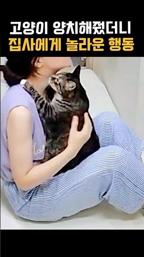 매일 안아주는 고양이#똘똘이 #고양이 #냥춘기 #cat #cute