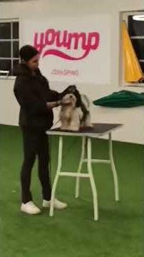 #bichon #havanais #puppy #dog #show #training #dogshorts #doglife #doglove #ringträning #dogvideos